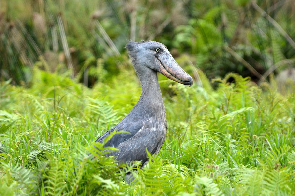 14 days birding safaris in Uganda trip