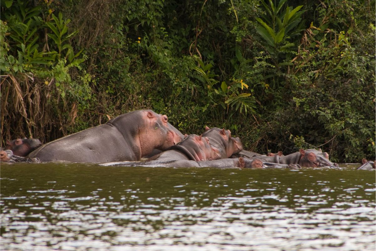 2 Days Lake Mburo Wildlife Safari
