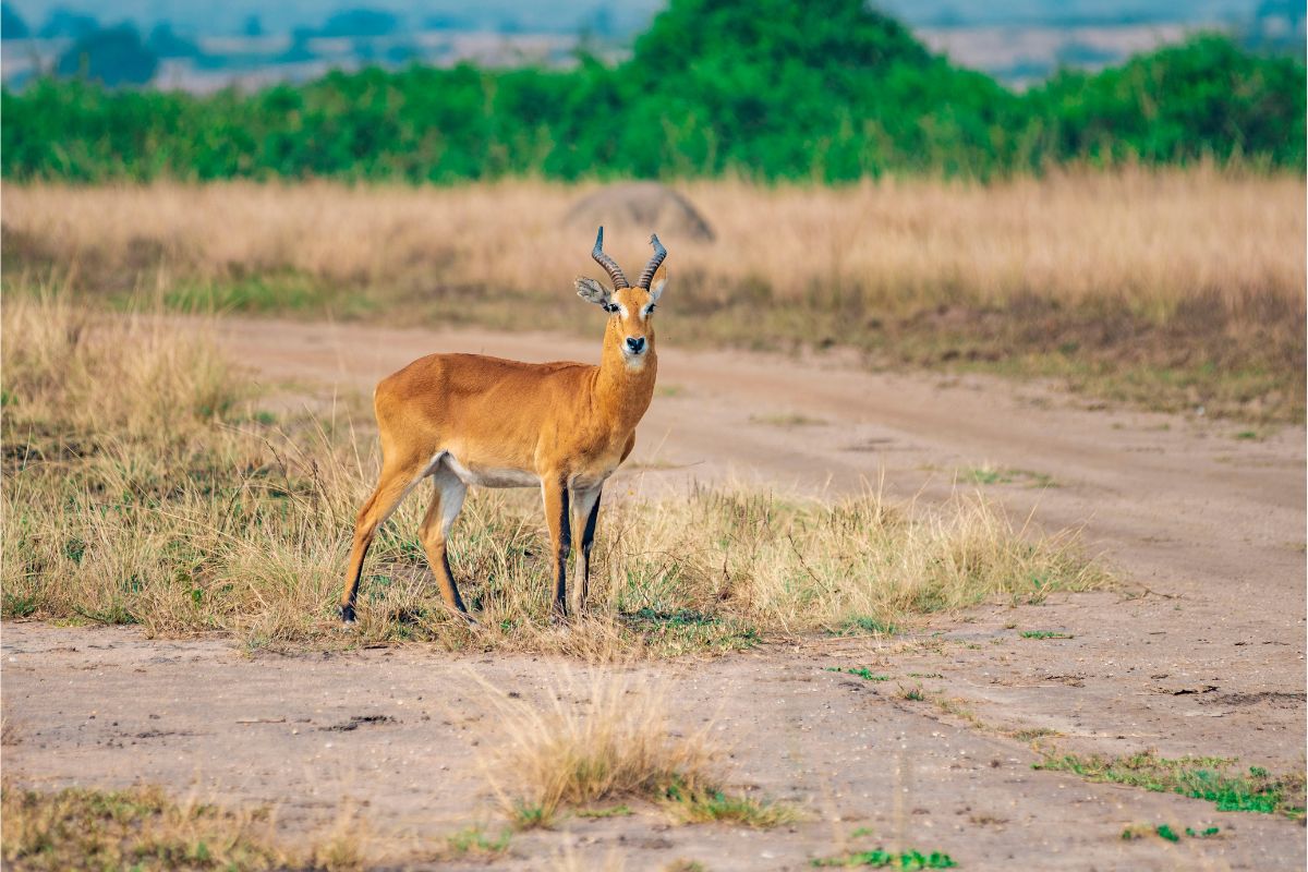 3 Days Queen Elizabeth wildlife and chimpanzee safari in Uganda