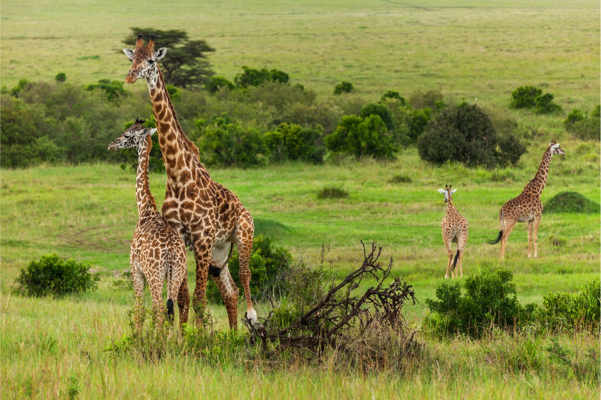 5 Days Uganda wildlife and gorilla trekking safari