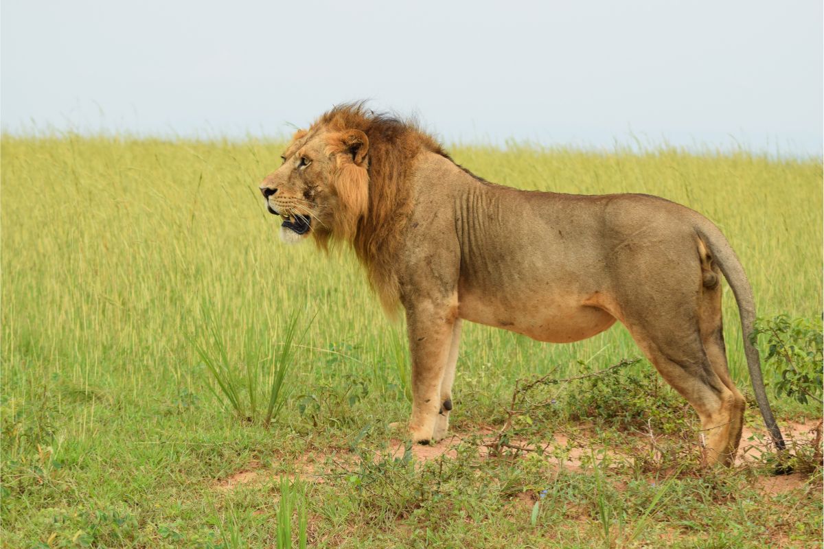 6 Days Uganda Wildlife Safaris