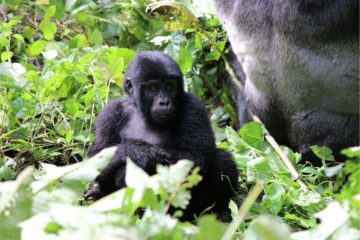 7 Days Uganda Gorilla Trekking and Semliki Safari
