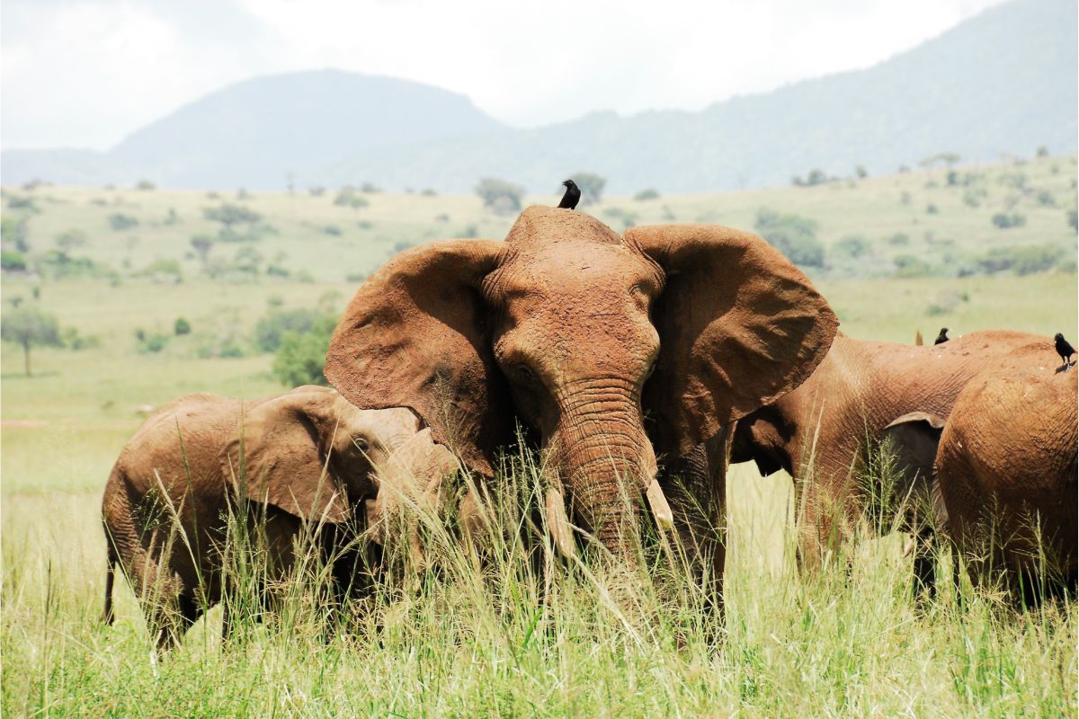 Kidepo Valley National Park