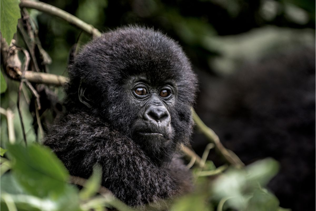7 Days Uganda Safari