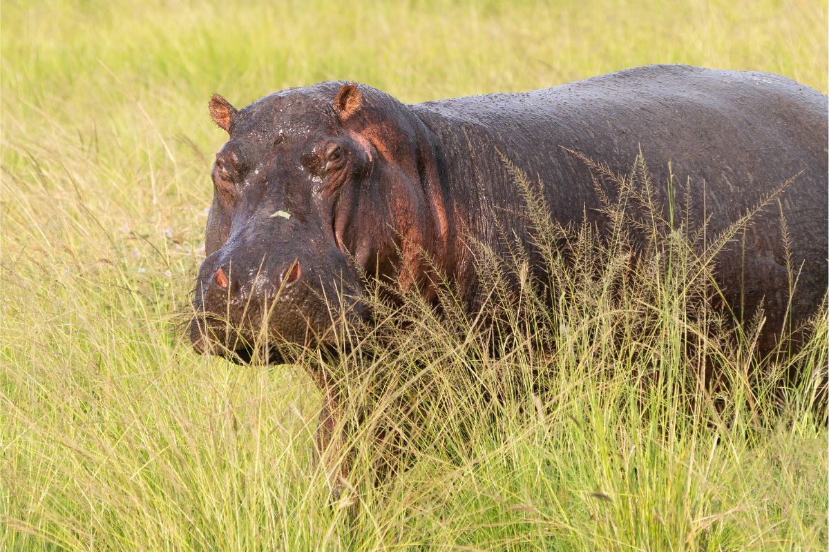 Queen Elizabeth National Park