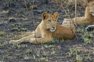 Queen Elizabeth National Park