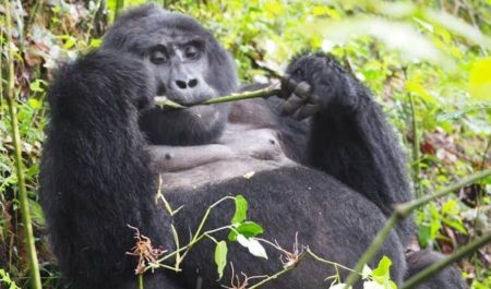 Exploring Uganda's Hidden Gems with Diddy Safaris