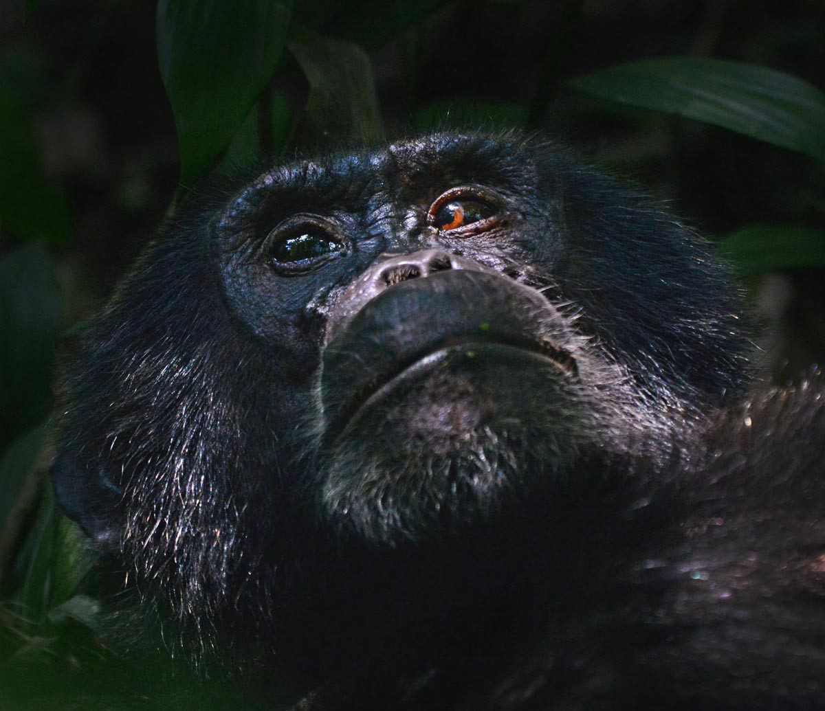 Embark on a Gorilla Trekking Adventure in Uganda with Diddy Safaris