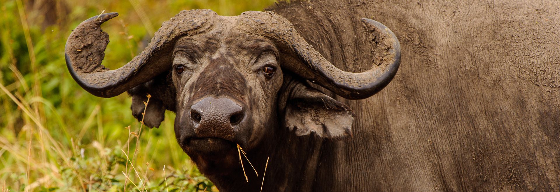 Discover the Wonders of Uganda with Diddy Safaris
