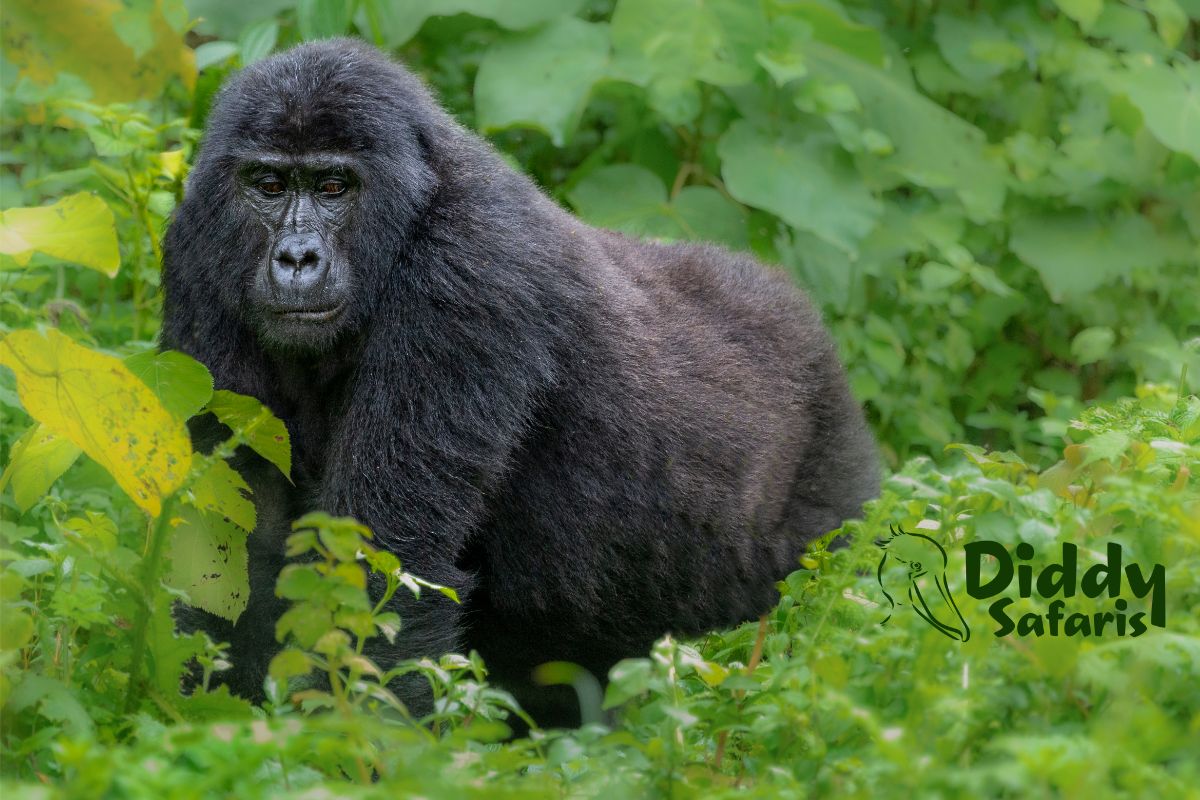 Can I See Mountain Gorillas in Uganda? How to Track Them