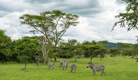 13 Days Birding Safari in Uganda