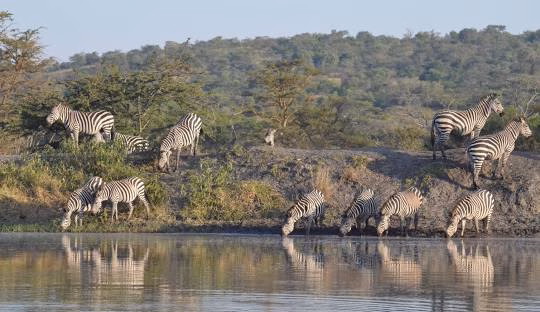1 Day Lake Mburo Tour