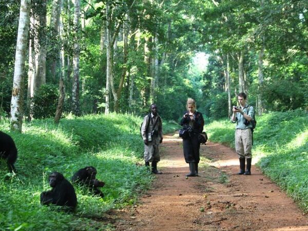 Chimpanzee trekking safari in Uganda