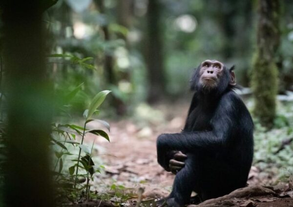 Chimpanzee Trekking in Budongo Forest