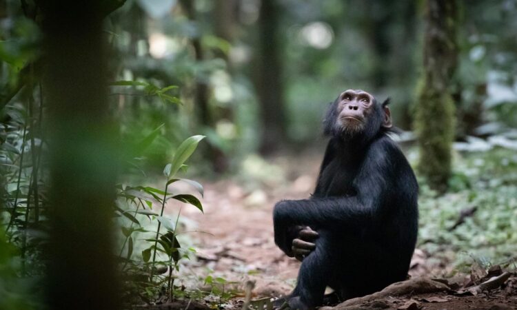 Chimpanzee Trekking in Budongo forest