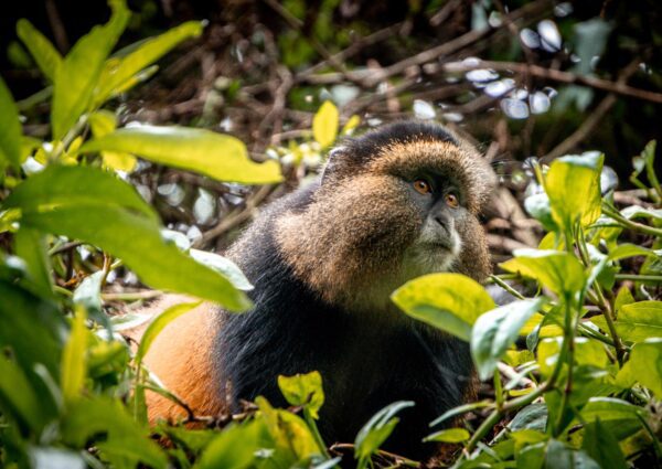 Tracking Golden Monkeys in Mgahinga Gorilla National Park