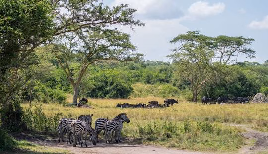 4 Days Lake Mburo and Jinja White Water Rafting Safari